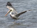 Brown Pelican