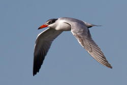 Caspian Tern