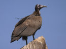 Hooded Vulture