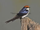 Wire-tailed Swallow