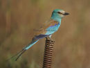 Abyssinian Roller