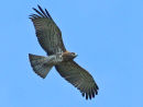 Short-toed Eagle