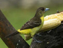 Lemon-rumped Tanager