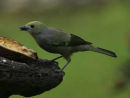 Palm Tanager