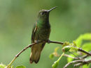 Buff-tailed Coronet