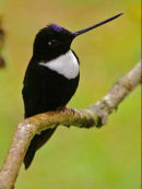 Collared Inca