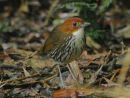 Chestnut-crowned Antpitta