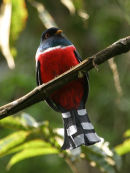 Masked Trogon