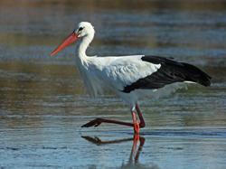 White Stork