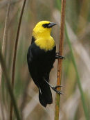 Yellow-hooded Blackbird