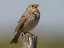 Corn Bunting