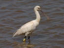 Eurasian Spoonbill