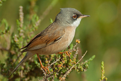 Spectacled Warbler