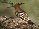 Hoopoe