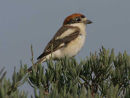 Woodchat Shrike