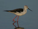 Black-winged Stilt