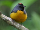 Slate-throated Redstart