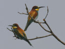 European Bee-eater