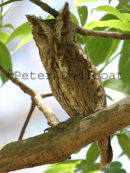 Pacific Screech-Owl