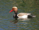 Red-crested Pochard