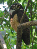 Spectacled Owl