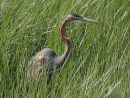 Purple Heron