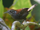 Riverside Wren