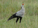 Secretarybird