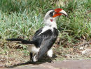 Von der Decken's Hornbill