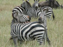 Common Zebra