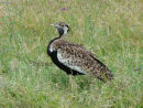 Black-bellied Bustard