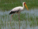Yellow-billed Stork