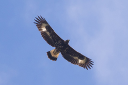 Golden Eagle