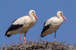 White Storks