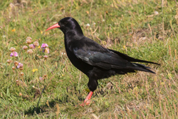 Red-billed Chough