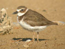 Wilson's Plover