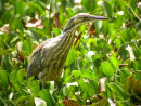 American Bittern