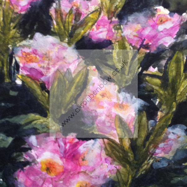 pink rhododendrons