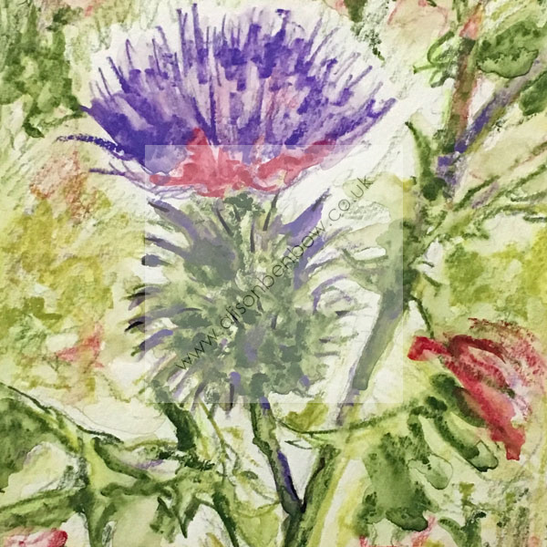 bonnie thistle