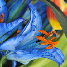 Blue lillies 01