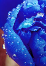 Peony, my favourite flower. So full and shapely, yet so delicate.