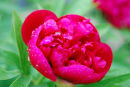 Wet Peony