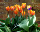 Tulips