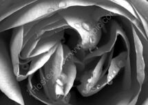 Peony, black and white.