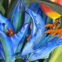 blue lillies00