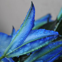 blue lillies