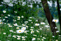 Daisy Field