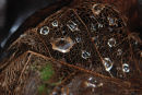 Leaf vein with water