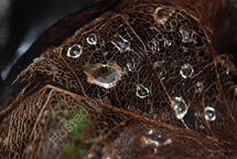 Leaf vein with water
