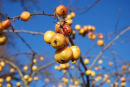 Little apples
